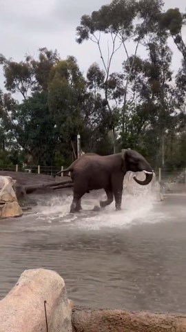 Elephant has fun splashing in the rain
