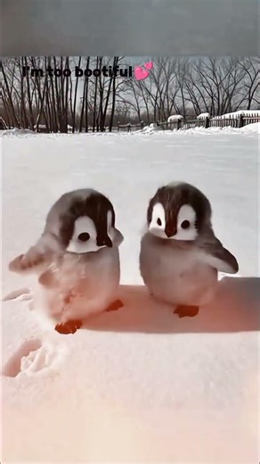 beautiful 💕 baby penguins🐧 pretty little seabird 😘, #cutepenguin #littlebaby #penguinsofmadagascar