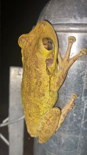 BEAUTIFUL CUBAN TREE FROG 🐸