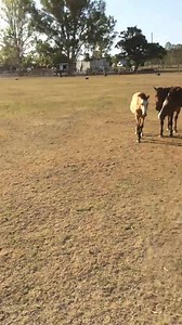 Here's a little clip from this afternoons session on my young mare 'Dreaming of Bling'. The video paused before I was finished but I'm sure you'll get the gist of what we were up to. | Guy McLean