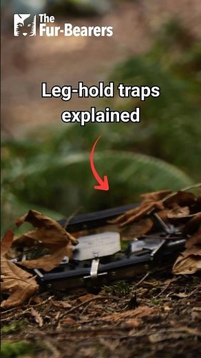 Leg-hold traps explained