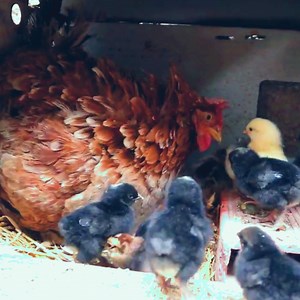 398K views · 10K reactions | Young Hen Hatching Eggs to Chicks First Time | Harvesting Eggs to Chicks | Best Chicks Hatched | BIRD 24 | Facebook