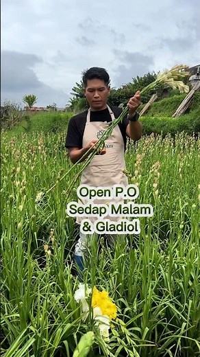 Bunga Sedap Malam Favorit Lebaran! Jangan Sampai Kehabisan!