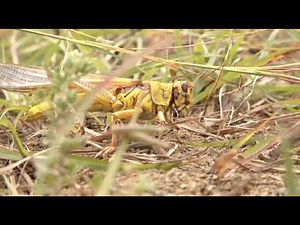 Locust Invasion Near Nairobi Alarms Local Livestock Farmers