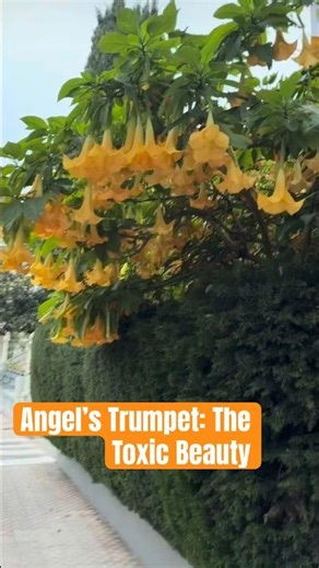 The Poisonous Angel’s Trumpet Tree 🌼⚠️