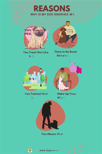 Reasons Why My Dog Ignores Commands