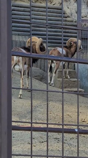 【動物】こんな動物の名前聞いたことねぇぞ(+_+) ムフロン in 多摩動物公園