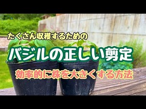 【バジルの増やし方】たくさん収穫するための育て方、剪定方法！