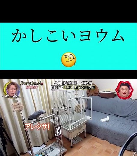 【頭が良すぎるヨウム】月曜から夜更かし アレクサを操るヨウム