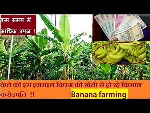 Banana farming | केले की खेती कैसे करे | G-9 Bananas Israel Agriculture Technology