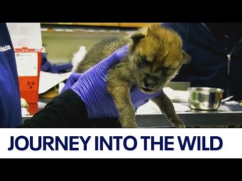 Endangered Mexican wolf pups begin journey back to the wild