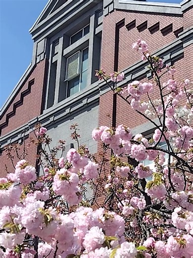 大阪に春の訪れ 造幣局の「桜の通り抜け」を先行公開 大阪の春を飾る風物詩「桜の通り抜け」が、大阪市北区の造幣局で9日から始まります。8日には障害のある人やお年寄りら約1900人を招いた「特別観桜会」があり、来場者は色とりどりの桜を楽しみました。 #造幣局 #造幣局桜の通り抜け #大阪市 #tiktokでnews