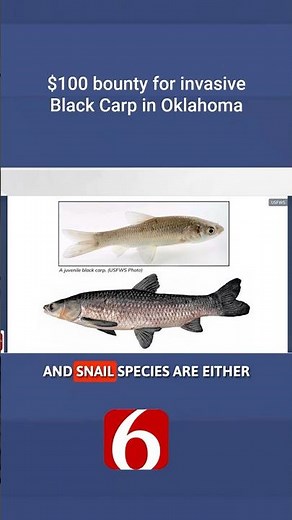 This Invasive Fish Has a $100 Price on Its Head