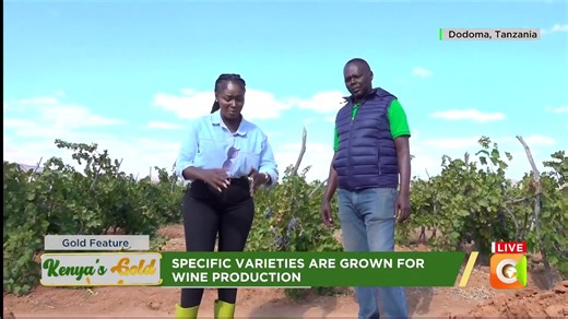 2.7K views · 72 reactions | Grape Farming in Tanzania: Grapes are harvested once they reach full ripeness Harvesting is usually done by hand using sharp clippers to avoid damaging the fruit Morning hours are best for harvesting to keep grapes fresh and cool Ripe grapes detach easily from the stem with a slight pull #KenyasGold | Citizen TV Kenya | Facebook