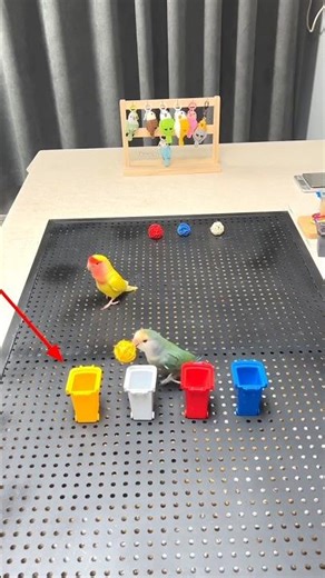 It's amazing to see the intelligence of the parrot. #shortvideo #viralvideo