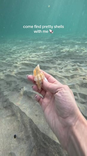 Encuentra Conmigo Conchas Preciosas en la Playa
