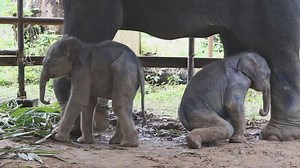 Miracle of nature as incredibly rare elephant twins born in Myanmar
