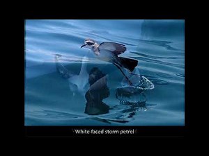 Procellariiformes - Albatross and Petrel