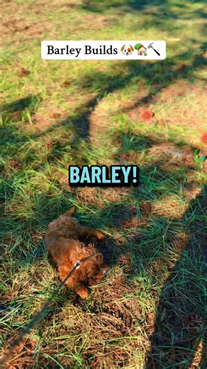 #buildinghousesBarley is definitely NOT my best worker! 😆 #puppy #poodle #Cavapoo #building houses | Jessica Wilson