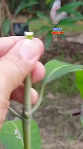 Basic Cleft Grafting Technique | PINOY GRAFTER
