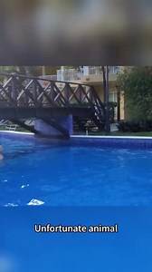 Unlucky Animals🤣🤣#animals#flamingo#funny #fyp #foryou #funnyanimals | Awesome Animals