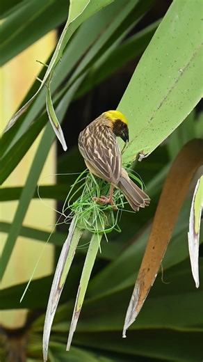 Fantastic !Weaver Bird Labor Build Nest 22#birds #nature