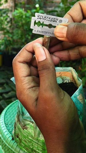 how to jamun plant grafting easy step 🪴🌱👍 #gardening #plant #grafting