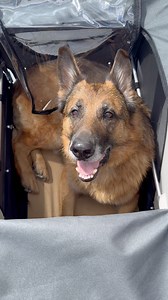 231K views · 13K reactions | I finally found a dog stroller big enough for Strider  Now we can go on runs and bike tours again! | Strider The German Shepherd | Facebook