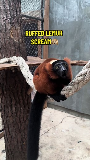 Ruffed lemurs are the second loudest primate that can be heard about a mile away🙉🤎. #lemur #ruffedlemur #primate #loudnoises #screach #lemurs #fyp #xyzbcafypシ #redruffedlemur #primates #prosimian