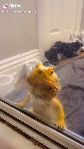 Understanding Bearded Dragon Vomiting: Causes and Solutions