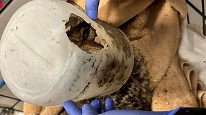 Watch this crew climb over flood wreckage to rescue a young, helpless coyote who has its head stuck in a bucket. #animalkind | Humankind