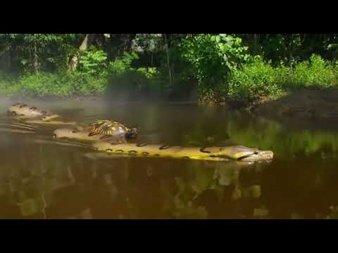 The Largest Anaconda Ever Seen #anaconda #monster #snake