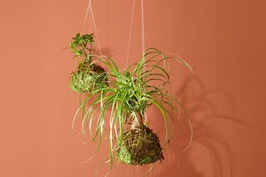 Bring Your Houseplant Game up a Notch With a DIY Kokedama