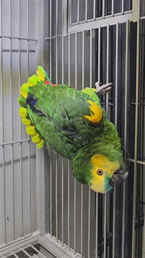 Meet Elvis, a gorgeous Blue-Fronted Amazon Parrot available to the right home! Call us for an appointment to meet ALL of the amazing parrots here! 520.288.6310 #fyp #foryoupage #viralvideo #viral #parrot #bird #rescue | Paradise Parrot Rescue