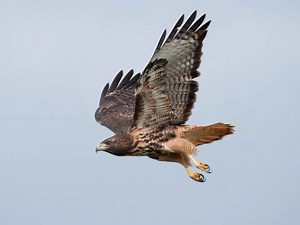 Bird Kills Dog In Bucks Co., SPCA Confirms