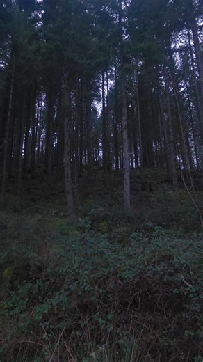 Mystery of Forks: Twilight Town in Washington