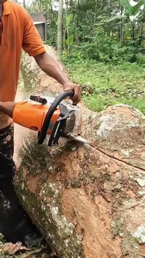 Man Using Electric Chainsaw To Cut Large Tree Trunk