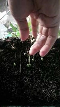 Peanut Root #farming #gardening #manual #noai #timelapse