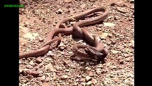 EPIC FIGHT - Snake vs Snake, King Cobra Eats Python, Bat vs Python