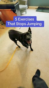 20K views · 235 reactions | From Problem Pup to Einstein Dog! Engaging brain games for lasting behavior change. Learn More : https://en-braintrainingfordog.com/ | We Dog Trainer | Facebook