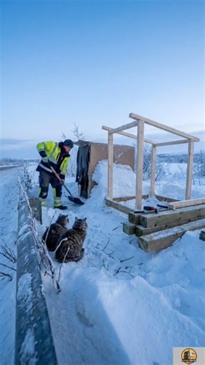 Building Cozy Shelter for 3 Cats Step by Step | Building shelter for homeless #shelter #homelesscat