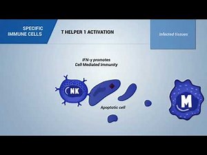 T helper 1 lymphocytes