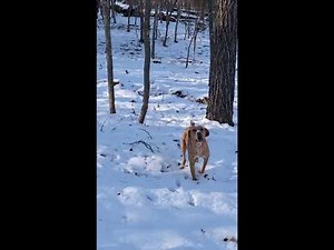 Train A Squirrel Dog: Puppy 12 weeks to 8 months old. Obedience Training and Confidence Building