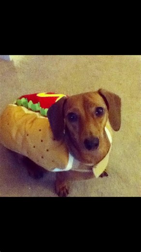 Dachshund Love: Adorable Weiner Dog Moments