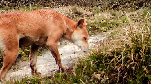 675K views · 1.7K shares | The highland wild dog was feared extinct, but at least 15 were recently spotted in New Guinea. | National Geographic | Facebook