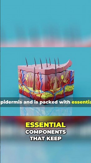 Your Skin's Secret: The Amazing Dermis! #shorts