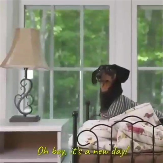 188K views · 7.8K reactions | Those School Days! ‍❤️Sound ON @crusoe_dachshund | Dachmoji & Sausage Dog Lovers | Facebook