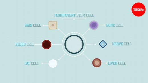 What are stem cells?