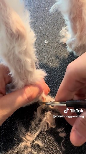 Dog Nail Grooming Tips for Overgrown Nails