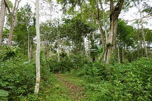 Model Forests as Exemplars of Resilience: How IUCN and the IMFN are collaborating to support community-managed landscapes
